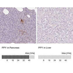 Pancreatic Polypeptide/PP Antibody, Novus Biologicals:Antibodies:Primary